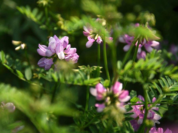 紫花苜蓿草如何播种