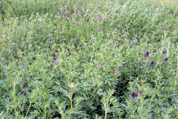紫花苜蓿种子的种植方法