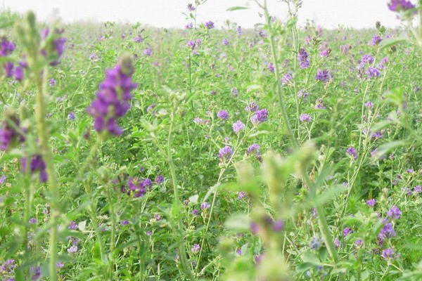 紫花苜蓿种子一亩用几斤
