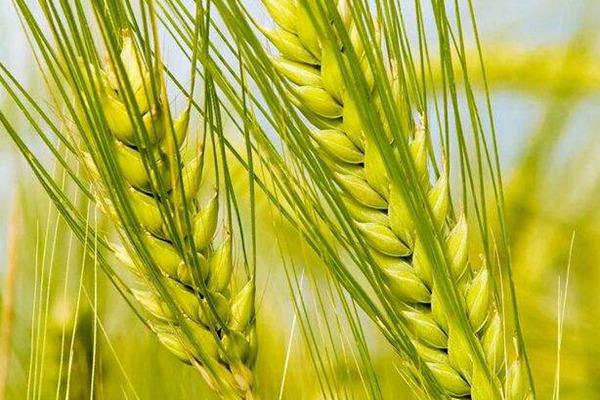 大麦种子发芽需要的湿度和温度