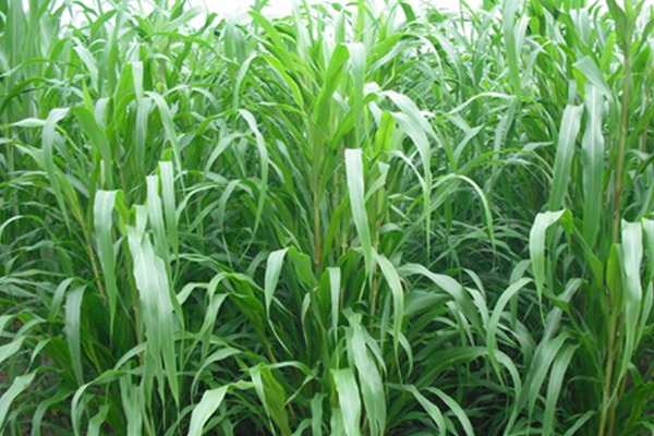 苏丹草播种一亩地多少斤种子