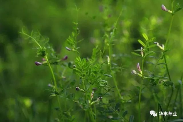 箭筈豌豆别名:春箭筈豌豆、春巢菜、大巢菜、普通野豌豆、救荒野豌豆、普通苕子、光叶苕子、野豌豆.jpeg 箭筈豌豆别名:春箭筈豌豆、春巢菜、大巢菜、普通野豌豆、救荒野豌豆、普通苕子、光叶苕子、野豌豆.jpeg